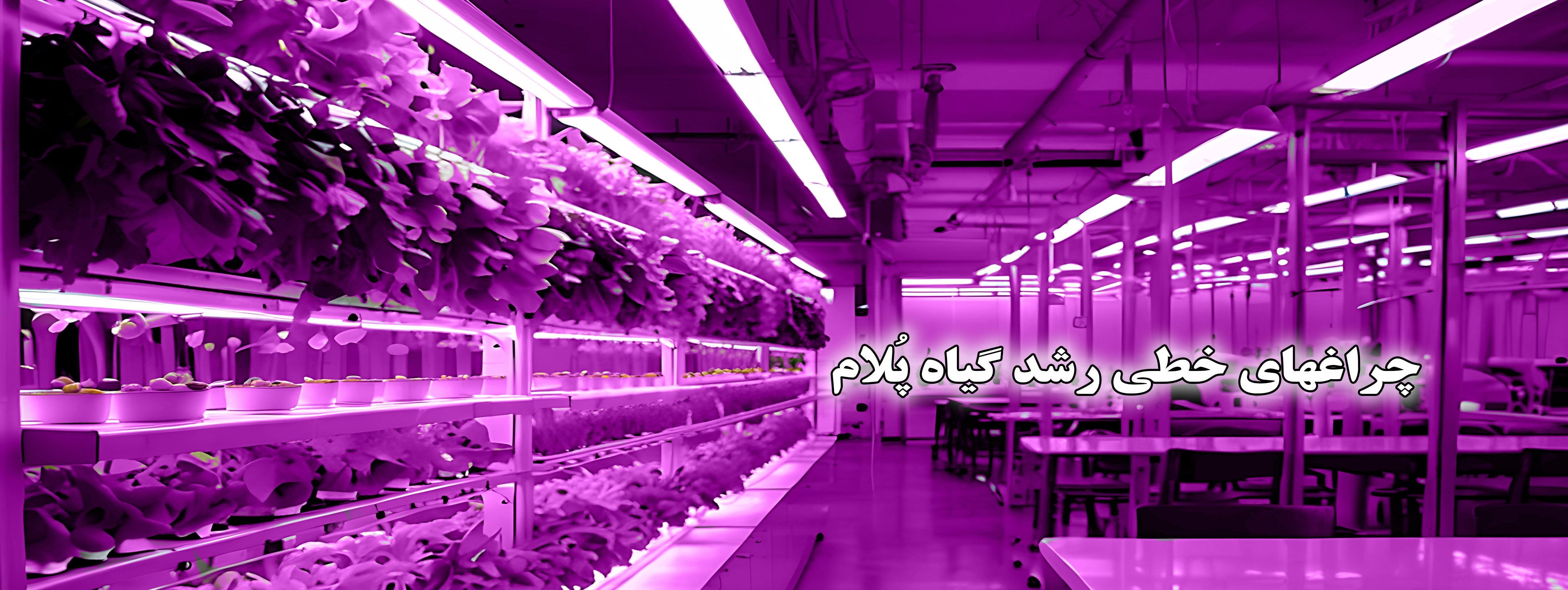 https://polamlight.ir/category/Liner?min=140000&max=295000&show=0&search=&allSize=&allColor=